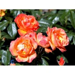 'Fellowship' Rosa X 'Fellowship' (Buketrose) A-Kvalitet,- Barrods Roser Min. 3 Grene -Osmoz Naturens Butik fi4256 rosa fellowship 604a