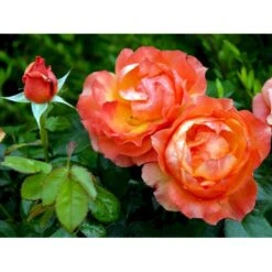 'Fellowship' Rosa X 'Fellowship' (Buketrose) A-Kvalitet,- Barrods Roser Min. 3 Grene -Osmoz Naturens Butik fi4256 rosa fellowship e20e