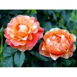 'Fellowship' Rosa X 'Fellowship' (Buketrose) A-Kvalitet,- Barrods Roser Min. 3 Grene -Osmoz Naturens Butik fi4256 rosa fellowship e934