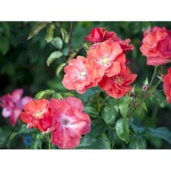 'Feuerwerk'® Rosa X 'Feuerwerk'® (Buskrose) A-Kvalitet,- Barrods Roser Min. 3 Grene -Osmoz Naturens Butik fi4261 rosa feuerwerk 5488