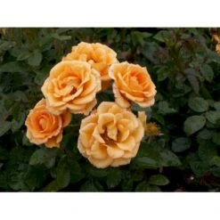 'Flaming Cover'® Rosa X 'Flaming Cover'® (Bunddækkerose) A-Kvalitet,- Barrods Roser Min. 3 Grene -Osmoz Naturens Butik fi4264 rosa flaming cover r poultc015 n 456a