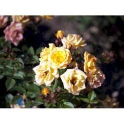 'Flaming Cover'® Rosa X 'Flaming Cover'® (Bunddækkerose) A-Kvalitet,- Barrods Roser Min. 3 Grene -Osmoz Naturens Butik fi4264 rosa flaming cover r poultc015 n f21f