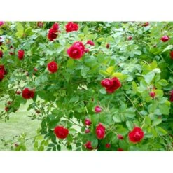 'Flammentanz'® Rosa X 'Flammentanz'® (Slyngrose) A-Kvalitet,- Barrods Roser Min. 3 Grene 20 'Flammentanz'® Rosa X 'Flammentanz'® (Slyngrose) A-Kvalitet,- Barrods Roser Min. 3 Grene -Osmoz Naturens Butik fi4266 rosa flammentanz 0f9e