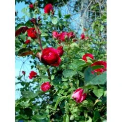'Flammentanz'® Rosa X 'Flammentanz'® (Slyngrose) A-Kvalitet,- Barrods Roser Min. 3 Grene 19 'Flammentanz'® Rosa X 'Flammentanz'® (Slyngrose) A-Kvalitet,- Barrods Roser Min. 3 Grene -Osmoz Naturens Butik fi4266 rosa flammentanz 83f0