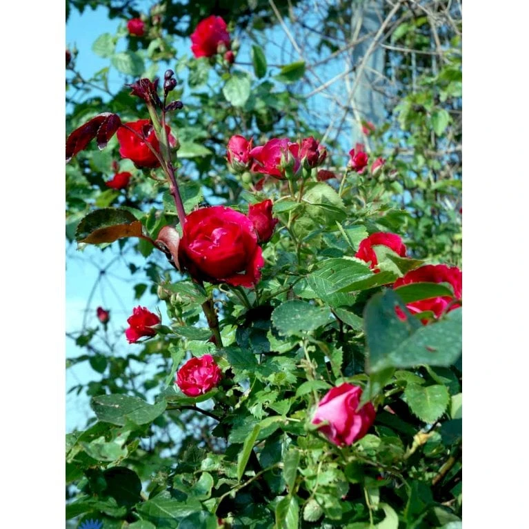 'Flammentanz'® Rosa X 'Flammentanz'® (Slyngrose) A-Kvalitet,- Barrods Roser Min. 3 Grene 9 'Flammentanz'® Rosa X 'Flammentanz'® (Slyngrose) A-Kvalitet,- Barrods Roser Min. 3 Grene - Billede 7