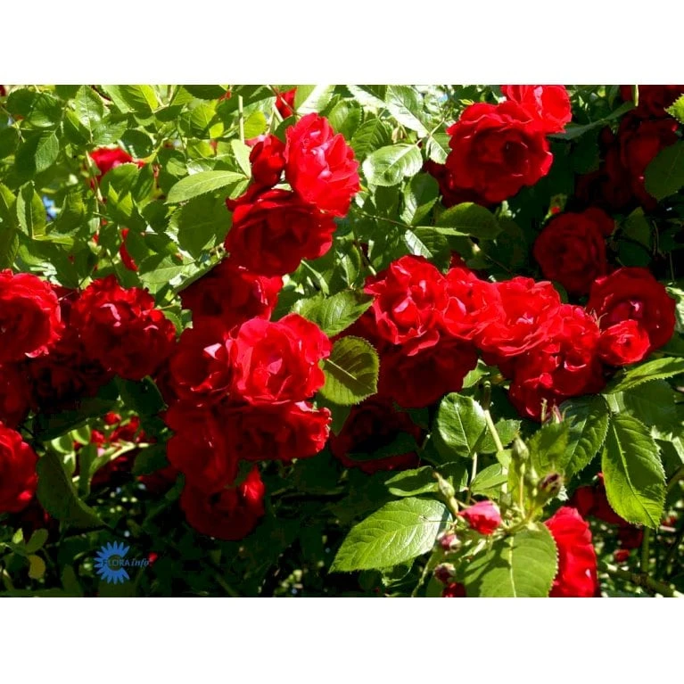 'Flammentanz'® Rosa X 'Flammentanz'® (Slyngrose) A-Kvalitet,- Barrods Roser Min. 3 Grene 12 'Flammentanz'® Rosa X 'Flammentanz'® (Slyngrose) A-Kvalitet,- Barrods Roser Min. 3 Grene - Billede 10