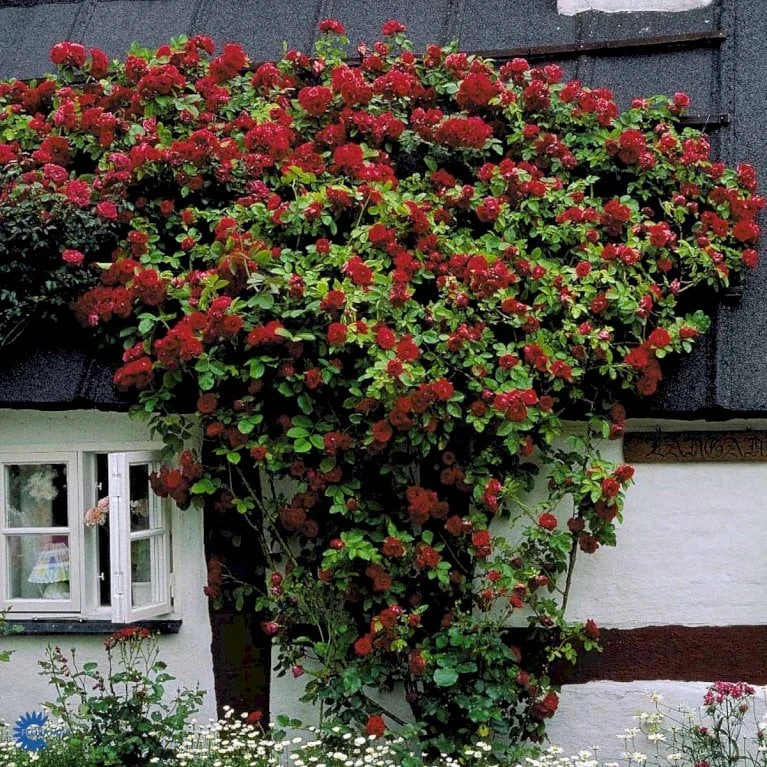 'Flammentanz'® Rosa X 'Flammentanz'® (Slyngrose) A-Kvalitet,- Barrods Roser Min. 3 Grene 13 'Flammentanz'® Rosa X 'Flammentanz'® (Slyngrose) A-Kvalitet,- Barrods Roser Min. 3 Grene - Billede 11