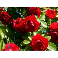 'Flammentanz'® Rosa X 'Flammentanz'® (Slyngrose) A-Kvalitet,- Barrods Roser Min. 3 Grene 21 'Flammentanz'® Rosa X 'Flammentanz'® (Slyngrose) A-Kvalitet,- Barrods Roser Min. 3 Grene -Osmoz Naturens Butik fi4266 rosa flammentanz ca13