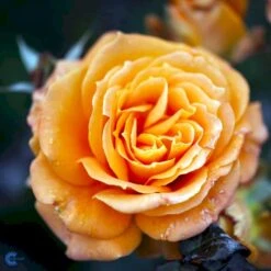 'Flora Danica'™ Rosa X 'Flora Danica'™ (Storblomstrende) A-Kvalitet,- Barrods Roser Min. 3 Grene -Osmoz Naturens Butik fi4271 rosa flora danica poulrim n 569a