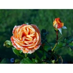 'Flora Danica'™ Rosa X 'Flora Danica'™ (Storblomstrende) A-Kvalitet,- Barrods Roser Min. 3 Grene -Osmoz Naturens Butik fi4271 rosa flora danica poulrim n c2db