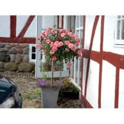 'Fredensborg'™ Rosa X 'Fredensborg'™ (Slotsrose) A-Kvalitet,- Barrods Roser Min. 3 Grene -Osmoz Naturens Butik fi4286 rosa fredensborg poulmax n 0da3