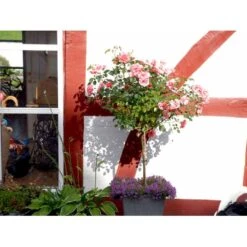 'Fredensborg'™ Rosa X 'Fredensborg'™ (Slotsrose) A-Kvalitet,- Barrods Roser Min. 3 Grene -Osmoz Naturens Butik fi4286 rosa fredensborg poulmax n 4dee