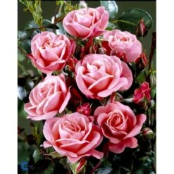 'Fredensborg'™ Rosa X 'Fredensborg'™ (Slotsrose) A-Kvalitet,- Barrods Roser Min. 3 Grene -Osmoz Naturens Butik fi4286 rosa fredensborg poulmax n 7ed8