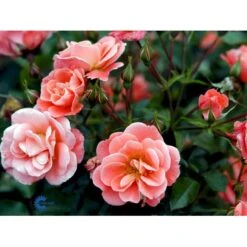 'Fredensborg'™ Rosa X 'Fredensborg'™ (Slotsrose) A-Kvalitet,- Barrods Roser Min. 3 Grene -Osmoz Naturens Butik fi4286 rosa fredensborg poulmax n aace