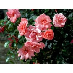 'Fredensborg'™ Rosa X 'Fredensborg'™ (Slotsrose) A-Kvalitet,- Barrods Roser Min. 3 Grene -Osmoz Naturens Butik fi4286 rosa fredensborg poulmax n ad6f