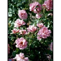 'Frederiksborg'™ Rosa X 'Frederiksborg'™ (Slotsrose) A-Kvalitet,- Barrods Roser Min. 3 Grene -Osmoz Naturens Butik fi4287 rosa frederiksborg pouldrik n aaba