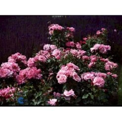 'Frederiksborg'™ Rosa X 'Frederiksborg'™ (Slotsrose) A-Kvalitet,- Barrods Roser Min. 3 Grene -Osmoz Naturens Butik fi4287 rosa frederiksborg pouldrik n f5cc