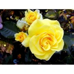 'Friesia'® Rosa X 'Friesia'® (Buketrose) A-Kvalitet,- Barrods Roser Min. 3 Grene -Osmoz Naturens Butik fi4290 rosa friesia 456f