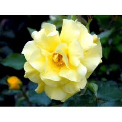 'Friesia'® Rosa X 'Friesia'® (Buketrose) A-Kvalitet,- Barrods Roser Min. 3 Grene -Osmoz Naturens Butik fi4290 rosa friesia 51fb