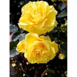 'Friesia'® Rosa X 'Friesia'® (Buketrose) A-Kvalitet,- Barrods Roser Min. 3 Grene -Osmoz Naturens Butik fi4290 rosa friesia ea4d