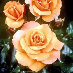 'Gavnø'™ Rosa X 'Gavnø'™ (Storblomstrende) A-Kvalitet,- Barrods Roser Min. 3 Grene -Osmoz Naturens Butik fi4308 rosa gavnoe poulgav n 9f3c