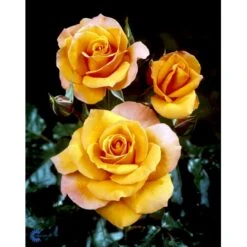 'Gavnø'™ Rosa X 'Gavnø'™ (Storblomstrende) A-Kvalitet,- Barrods Roser Min. 3 Grene -Osmoz Naturens Butik fi4308 rosa gavnoe poulgav n bfc4