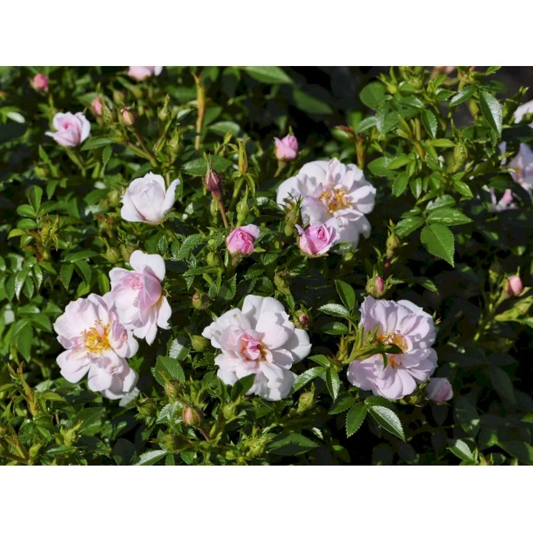 'Gentle Cover'® Rosa X 'Gentle Cover'® (Bunddækkerose) A-Kvalitet,- Barrods Roser Min. 3 Grene 8 'Gentle Cover'® Rosa X 'Gentle Cover'® (Bunddækkerose) A-Kvalitet,- Barrods Roser Min. 3 Grene - Billede 6