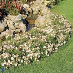 'Gentle Cover'® Rosa X 'Gentle Cover'® (Bunddækkerose) A-Kvalitet,- Barrods Roser Min. 3 Grene 15 'Gentle Cover'® Rosa X 'Gentle Cover'® (Bunddækkerose) A-Kvalitet,- Barrods Roser Min. 3 Grene -Osmoz Naturens Butik fi4310 rosa gentle cover poullen n bd85