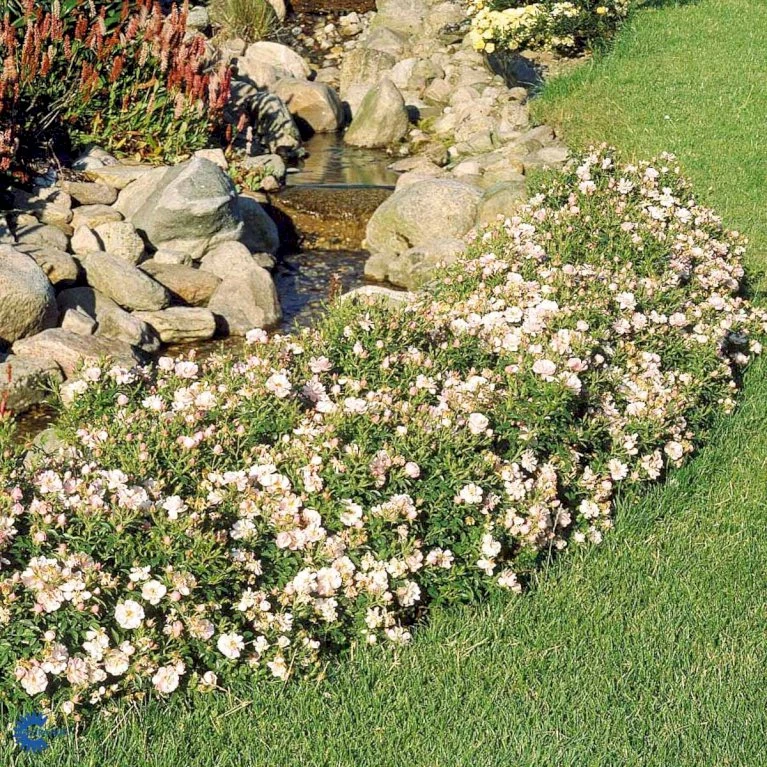 'Gentle Cover'® Rosa X 'Gentle Cover'® (Bunddækkerose) A-Kvalitet,- Barrods Roser Min. 3 Grene 9 'Gentle Cover'® Rosa X 'Gentle Cover'® (Bunddækkerose) A-Kvalitet,- Barrods Roser Min. 3 Grene - Billede 7