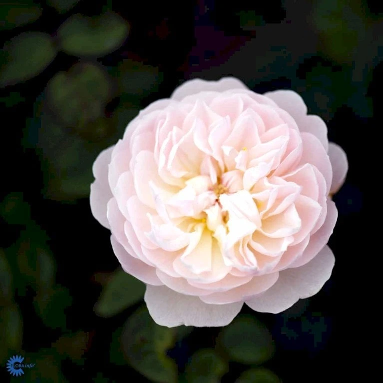 'Gentle Hermione' Rosa X 'Gentle Hermione' (Engelsk Rose) A-Kvalitet,- Barrods Roser Min. 3 Grene 11 'Gentle Hermione' Rosa X 'Gentle Hermione' (Engelsk Rose) A-Kvalitet,- Barrods Roser Min. 3 Grene - Billede 9