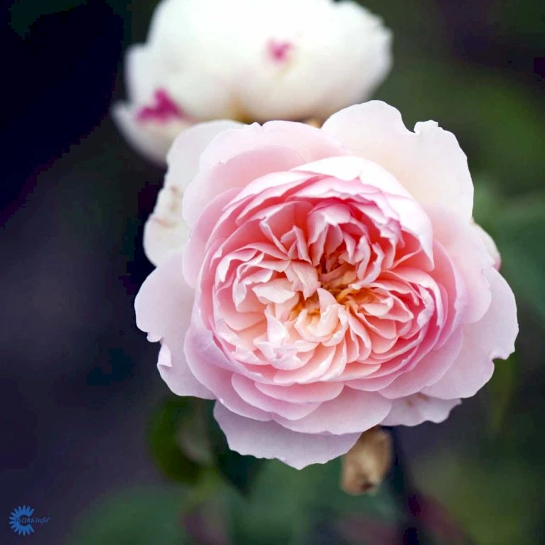 'Gentle Hermione' Rosa X 'Gentle Hermione' (Engelsk Rose) A-Kvalitet,- Barrods Roser Min. 3 Grene 10 'Gentle Hermione' Rosa X 'Gentle Hermione' (Engelsk Rose) A-Kvalitet,- Barrods Roser Min. 3 Grene - Billede 8