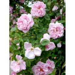 'Gerbe Rose' Rosa Wichuraiana 'Gerbe Rose' (Slyngrose) A-Kvalitet,- Barrods Roser Min. 3 Grene 10 'Gerbe Rose' Rosa Wichuraiana 'Gerbe Rose' (Slyngrose) A-Kvalitet,- Barrods Roser Min. 3 Grene -Osmoz Naturens Butik fi4314 rosa gerbe rose 5788