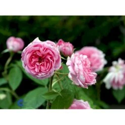 'Gertrude Jekyll' Rosa X 'Gertrude Jekyll' (Engelsk Rose) A-Kvalitet,- Barrods Roser Min. 3 Grene -Osmoz Naturens Butik fi4316 rosa gertrude jekyll ausboard 0a18