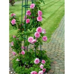 'Gertrude Jekyll' Rosa X 'Gertrude Jekyll' (Engelsk Rose) A-Kvalitet,- Barrods Roser Min. 3 Grene -Osmoz Naturens Butik fi4316 rosa gertrude jekyll ausboard ef76