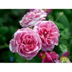'Gertrude Jekyll' Rosa X 'Gertrude Jekyll' (Engelsk Rose) A-Kvalitet,- Barrods Roser Min. 3 Grene -Osmoz Naturens Butik fi4316 rosa gertrude jekyll ausboard fde6