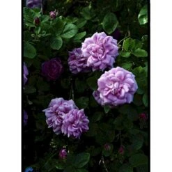 'Geschwinds Nordlandsrose' Rosa X 'Geschwinds Nordlandsrose' (Buskrose) A-Kvalitet,- Barrods Roser Min. 3 Grene -Osmoz Naturens Butik fi4317 rosa geschwinds nordlandsrose 6ae2