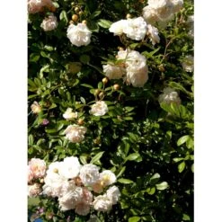 'Ghislaine De Féligonde' Rosa Moschata 'Ghislaine De Féligonde' (Moskusrose) A-Kvalitet,- Barrods Roser Min. 3 Grene -Osmoz Naturens Butik fi4318 rosa ghislaine de feligonde 0a54
