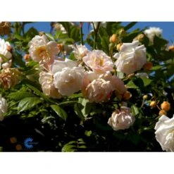 'Ghislaine De Féligonde' Rosa Moschata 'Ghislaine De Féligonde' (Moskusrose) A-Kvalitet,- Barrods Roser Min. 3 Grene -Osmoz Naturens Butik fi4318 rosa ghislaine de feligonde 2719