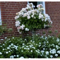 'Ghislaine De Féligonde' Rosa Moschata 'Ghislaine De Féligonde' (Moskusrose) A-Kvalitet,- Barrods Roser Min. 3 Grene -Osmoz Naturens Butik fi4318 rosa ghislaine de feligonde 453b