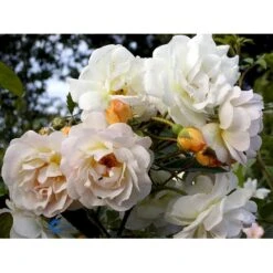 'Ghislaine De Féligonde' Rosa Moschata 'Ghislaine De Féligonde' (Moskusrose) A-Kvalitet,- Barrods Roser Min. 3 Grene -Osmoz Naturens Butik fi4318 rosa ghislaine de feligonde 5d36