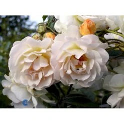 'Ghislaine De Féligonde' Rosa Moschata 'Ghislaine De Féligonde' (Moskusrose) A-Kvalitet,- Barrods Roser Min. 3 Grene -Osmoz Naturens Butik fi4318 rosa ghislaine de feligonde a596