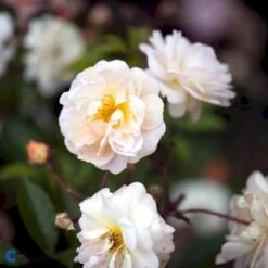 'Ghislaine De Féligonde' Rosa Moschata 'Ghislaine De Féligonde' (Moskusrose) A-Kvalitet,- Barrods Roser Min. 3 Grene -Osmoz Naturens Butik fi4318 rosa ghislaine de feligonde b0be