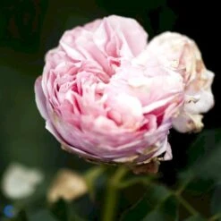 'Giardina'® Rosa X 'Giardina'® (Slyngrose) A-Kvalitet,- Barrods Roser Min. 3 Grene -Osmoz Naturens Butik fi4320 rosa giardina daaf