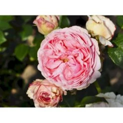 'Giardina'® Rosa X 'Giardina'® (Slyngrose) A-Kvalitet,- Barrods Roser Min. 3 Grene -Osmoz Naturens Butik fi4320 rosa giardina e55b