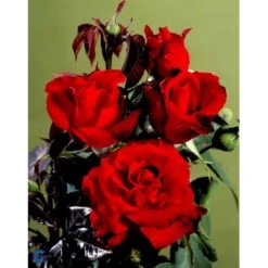 'Gisselfeld' Rosa X 'Gisselfeld' (Storblomstrende) A-Kvalitet,- Barrods Roser Min. 3 Grene -Osmoz Naturens Butik fi4322 rosa gisselfeld n 1f91