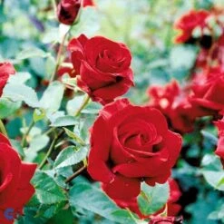 'Gisselfeld' Rosa X 'Gisselfeld' (Storblomstrende) A-Kvalitet,- Barrods Roser Min. 3 Grene -Osmoz Naturens Butik fi4322 rosa gisselfeld n 562a