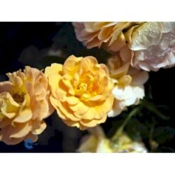 'Goldelse'® Rosa X 'Goldelse'® (Buketrose) A-Kvalitet,- Barrods Roser Min. 3 Grene -Osmoz Naturens Butik fi4336 rosa goldelse 890a