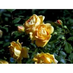 'Golden Celebration' Rosa X 'Golden Celebration' (Engelsk Rose) A-Kvalitet,- Barrods Roser Min. 3 Grene -Osmoz Naturens Butik fi4338 rosa golden celebration ausgold 6049