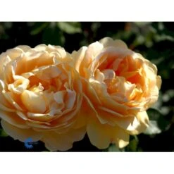 'Golden Celebration' Rosa X 'Golden Celebration' (Engelsk Rose) A-Kvalitet,- Barrods Roser Min. 3 Grene -Osmoz Naturens Butik fi4338 rosa golden celebration ausgold adaf