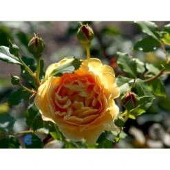 'Golden Celebration' Rosa X 'Golden Celebration' (Engelsk Rose) A-Kvalitet,- Barrods Roser Min. 3 Grene -Osmoz Naturens Butik fi4338 rosa golden celebration ausgold c517